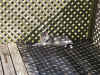 TitoBasking.jpg (368442 bytes)