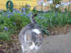TitoBluebonnets.jpg (306446 bytes)